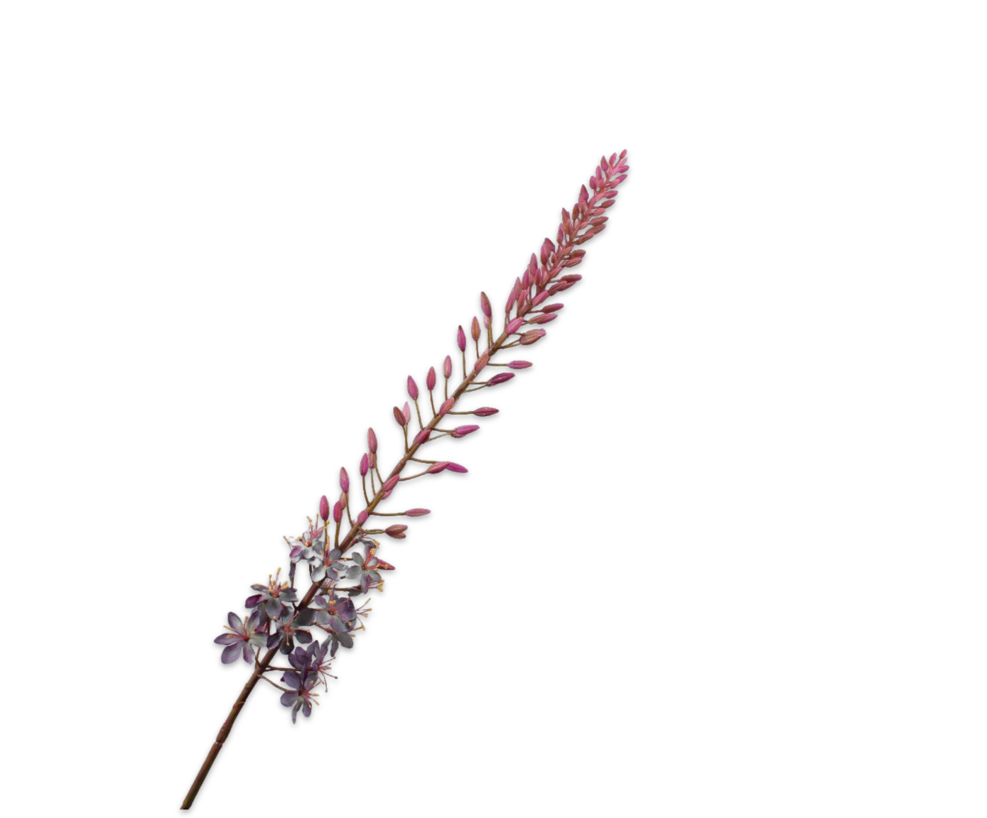Silk ka eremurus paars
