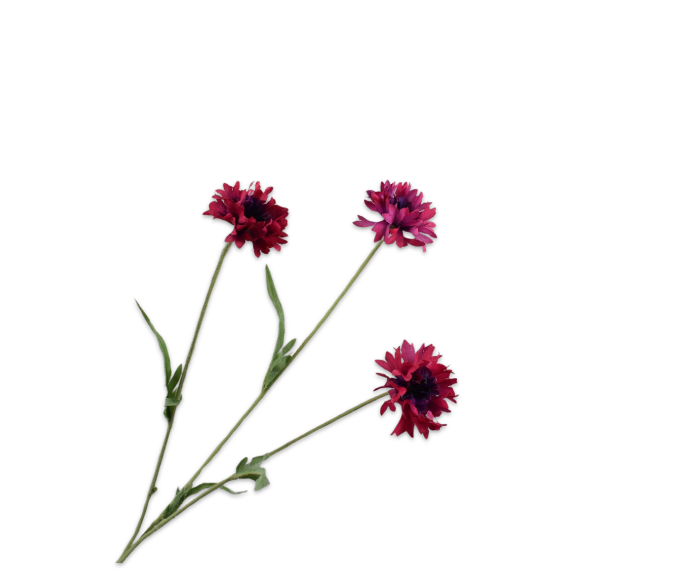 Silk ka korenbloem tak beauty