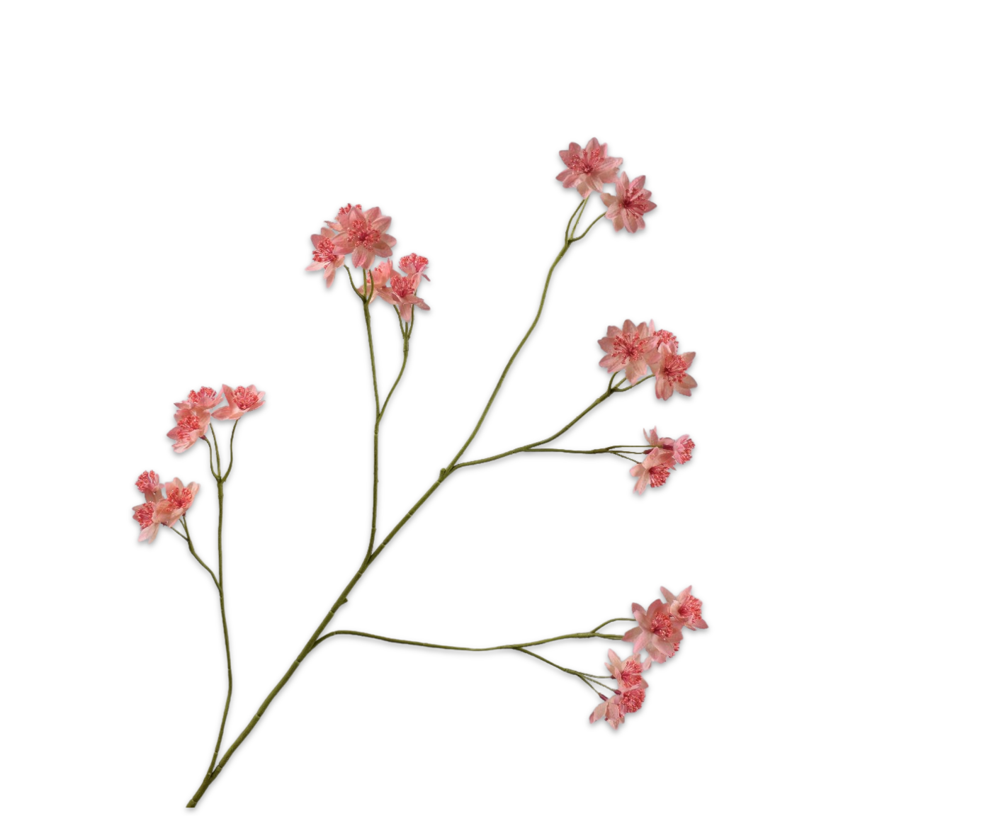 Silk ka astrantia tak roze