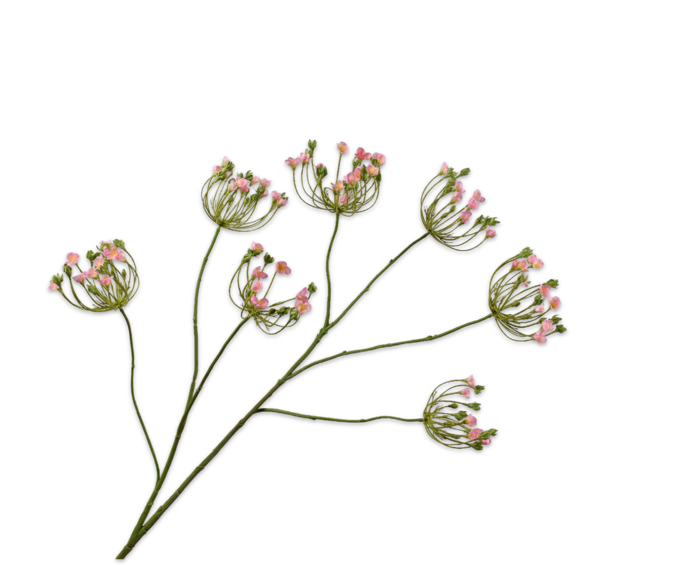 Silk ka dille tak roze