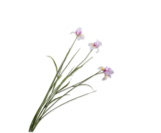 Silk ka iris tak lavender/creme