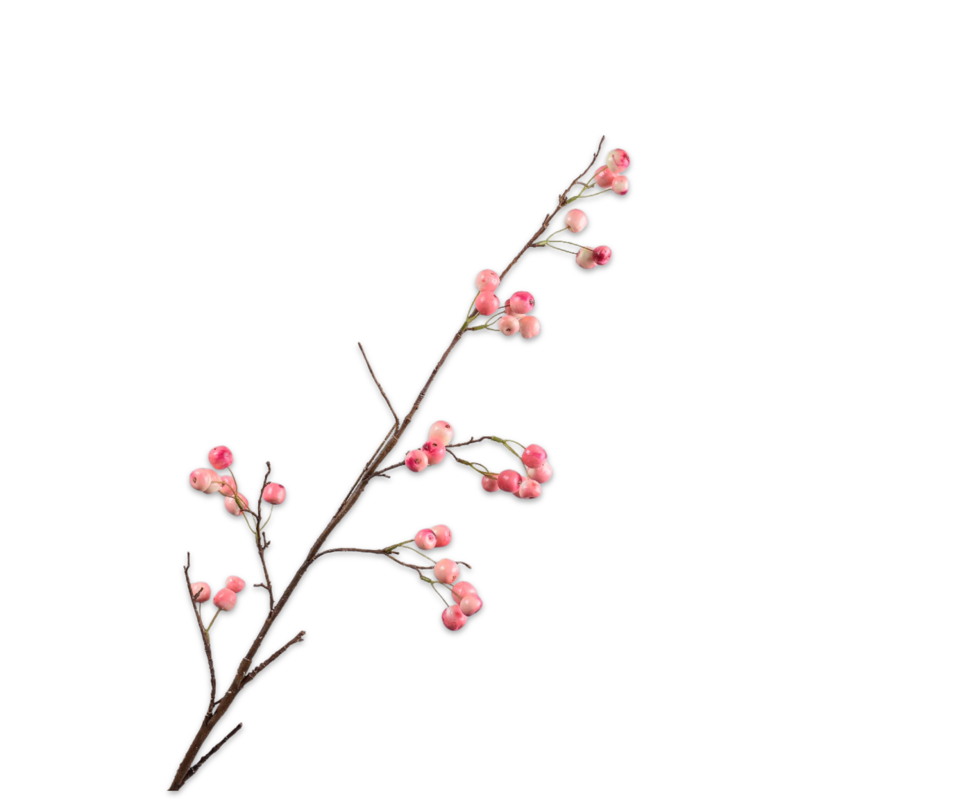Silk ka appeltak roze