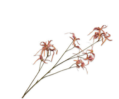 Silk ka orchidee tak bruin