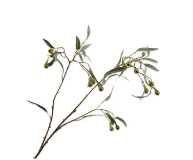 Silk ka eucalyptus tak