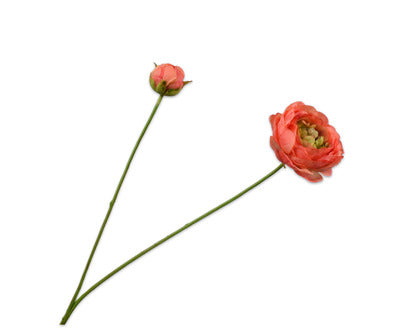 Silk ka ranonkel tak oranje
