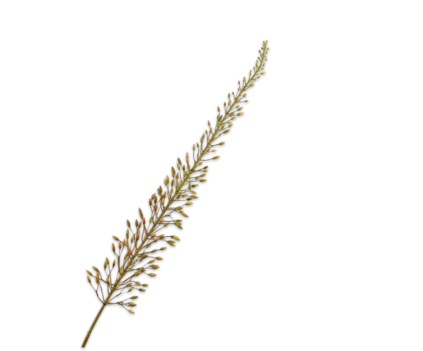 Silk ka eremurus steel bruin