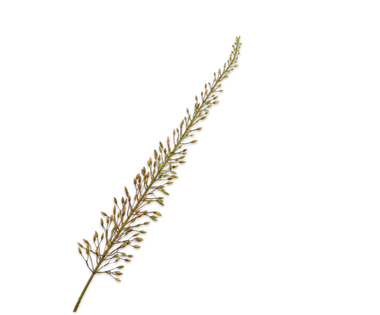 Silk ka eremurus steel bruin
