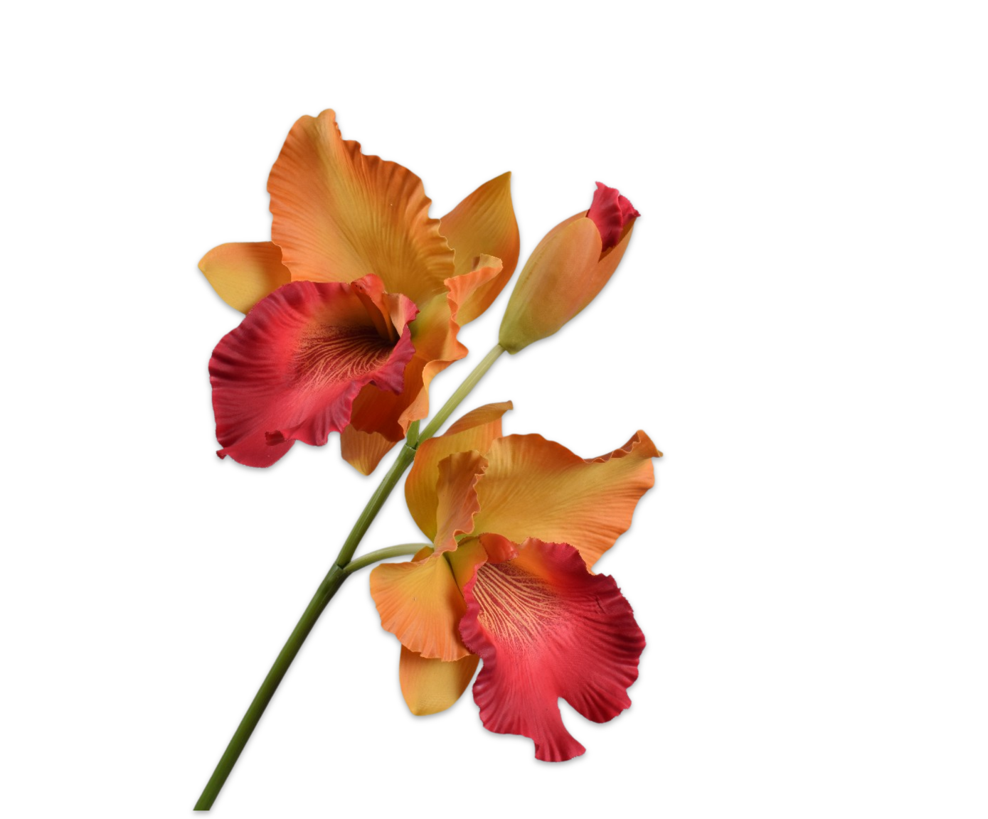 Silk ka cattleya steel
