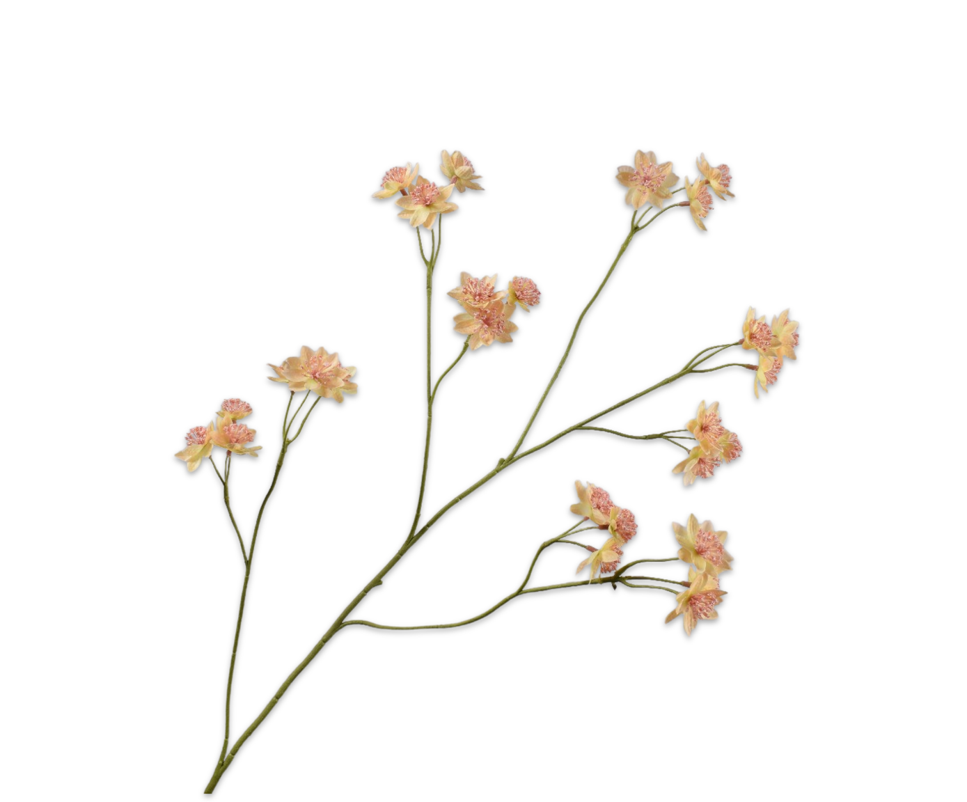 Silk ka Astrantia perzik