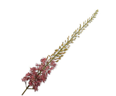 Silk ka eremurus beauty