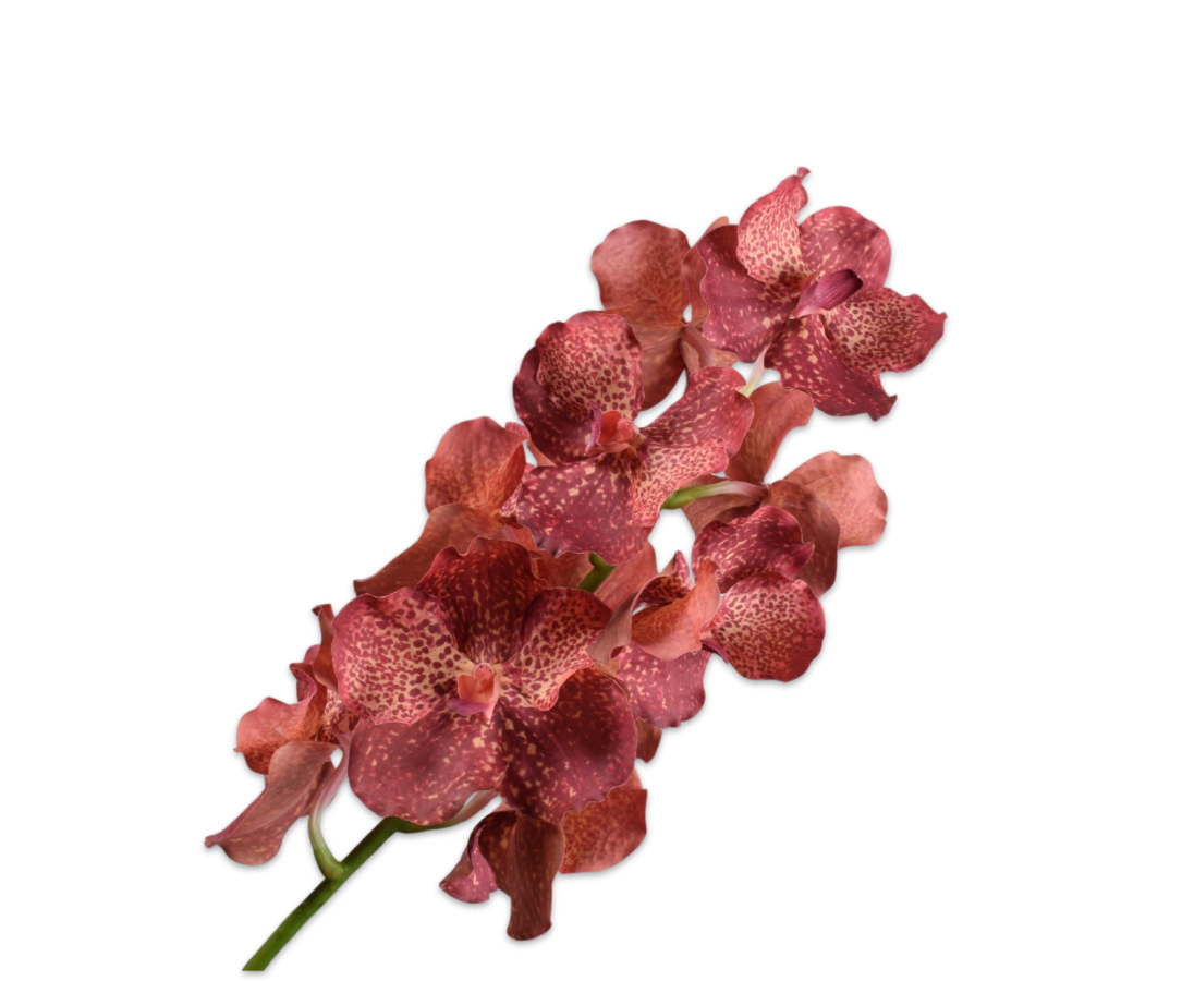 Silk ka vanda