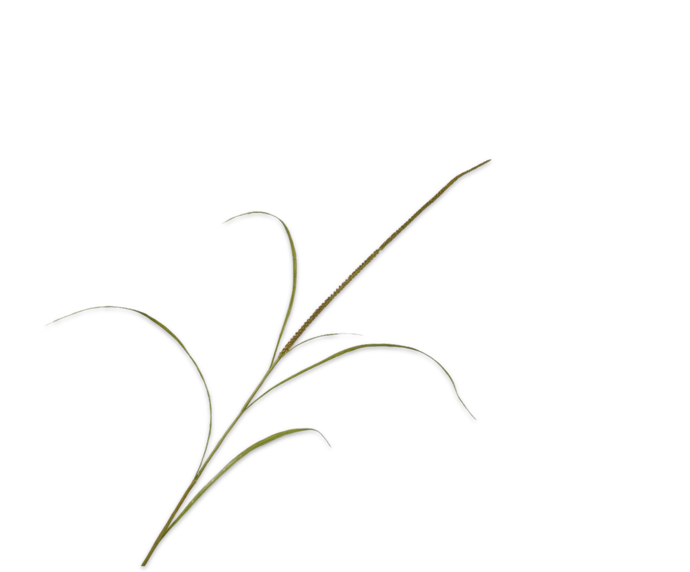 Silk ka grastak