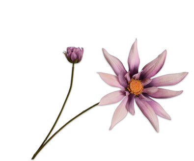 Silk ka dahlia tak