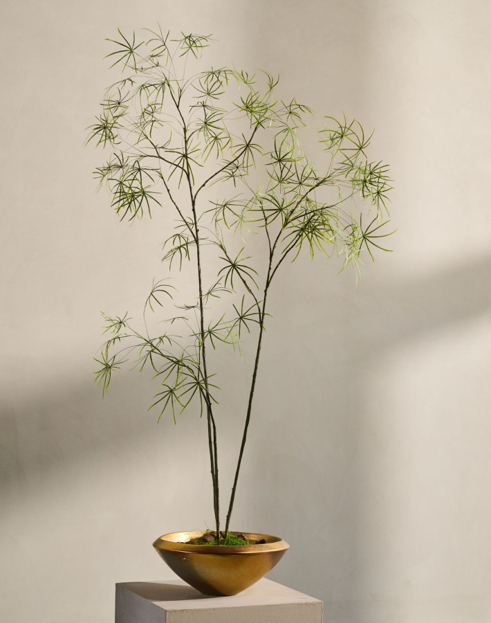 Silk ka schefflera