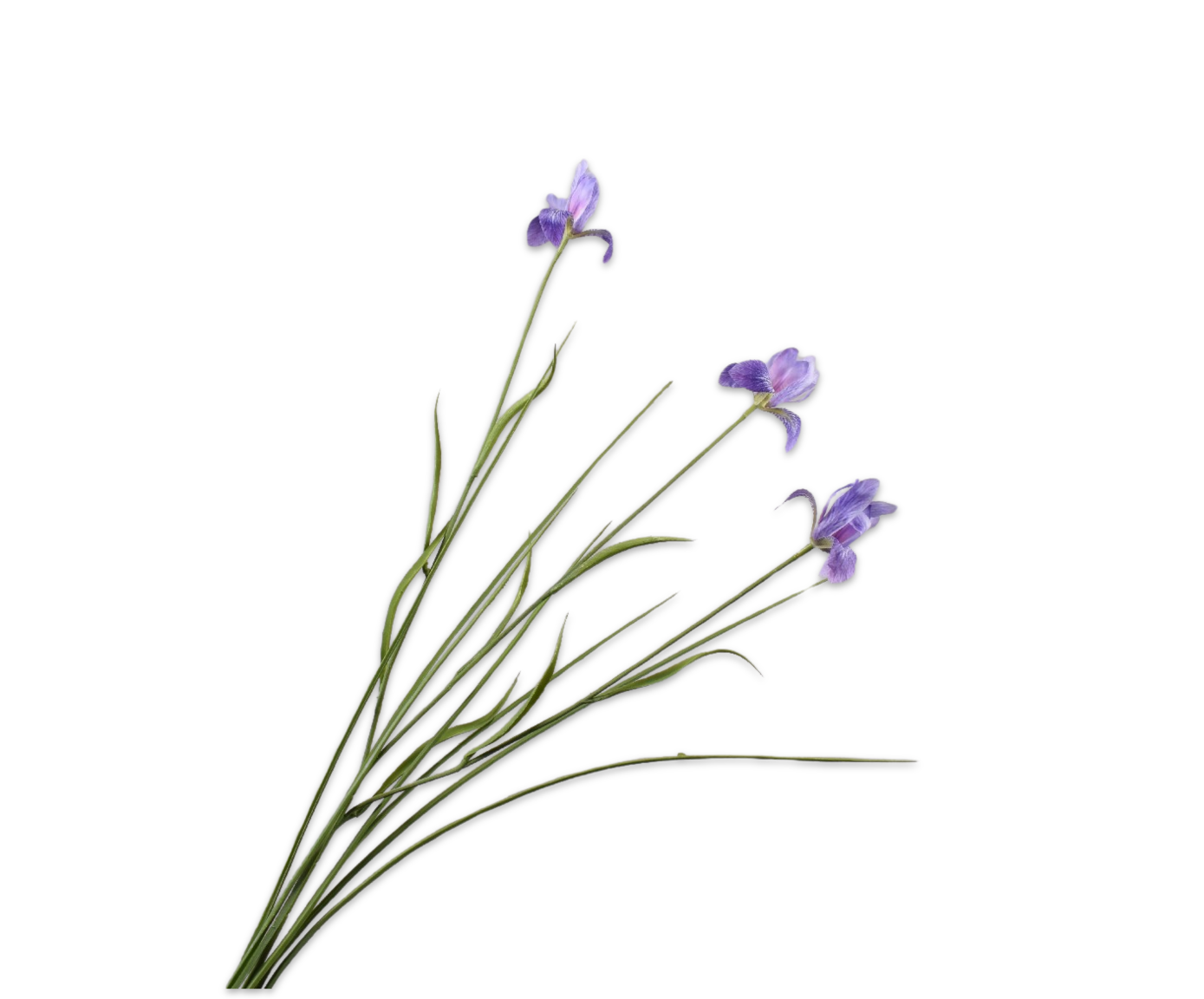 Silk ka iris tak lavendel