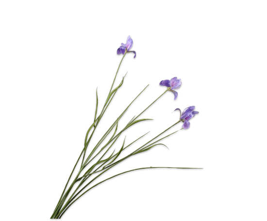 Silk ka iris tak lavendel