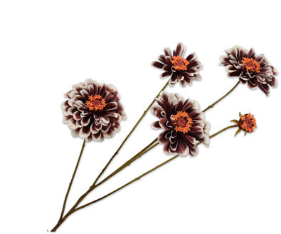 Silk ka zinnia tak