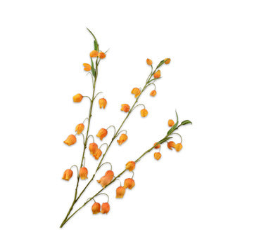 Silk ka sandersonia