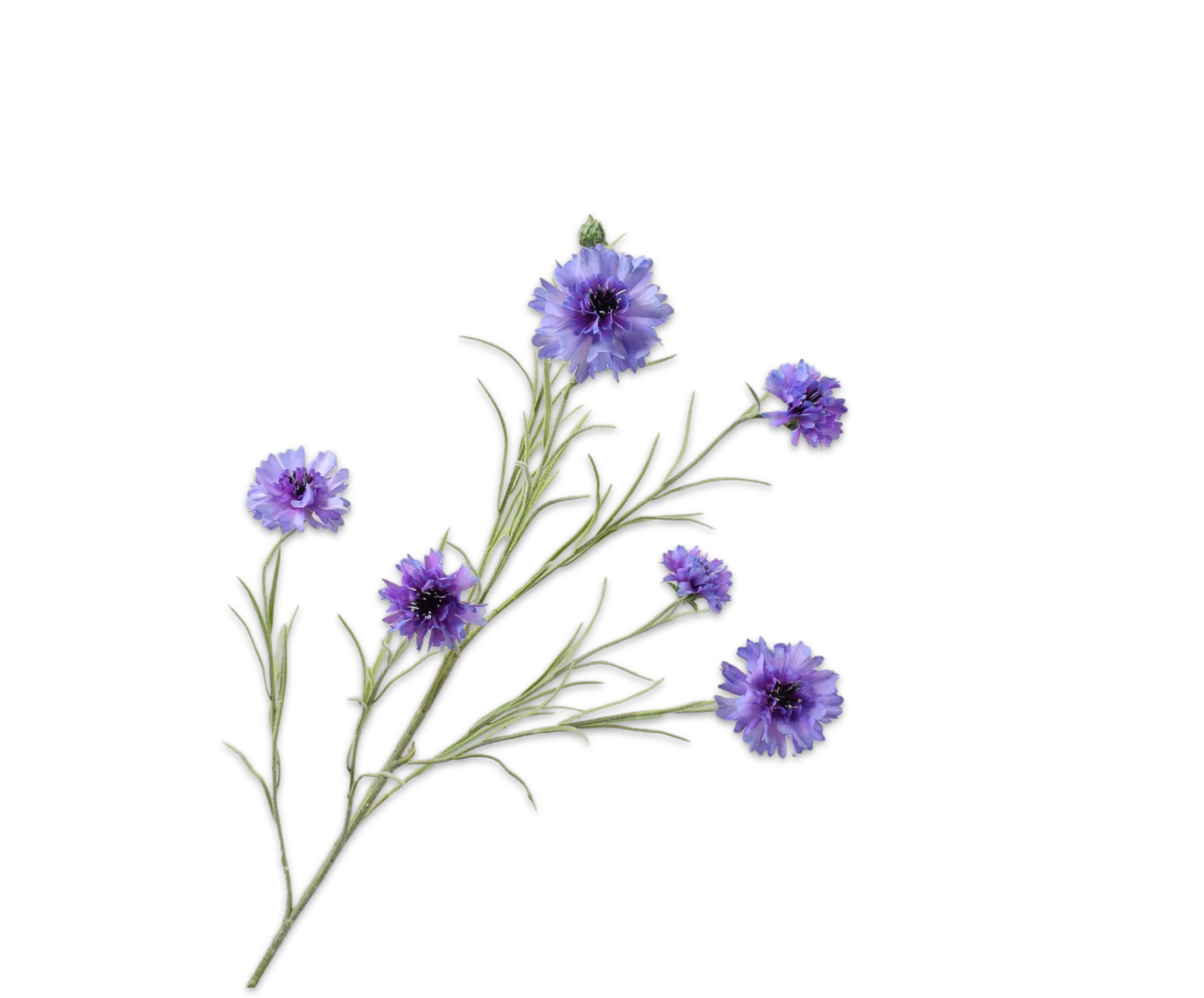 Silk ka korenbloem tak lavendel