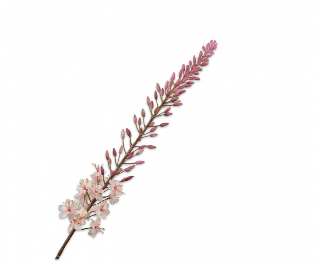Silk ka eremurus creme