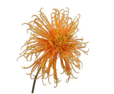 Silk ka chrysant geel