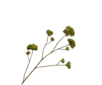 Silk ka mos tak groen