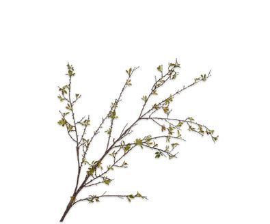 Silk ka osmanthus