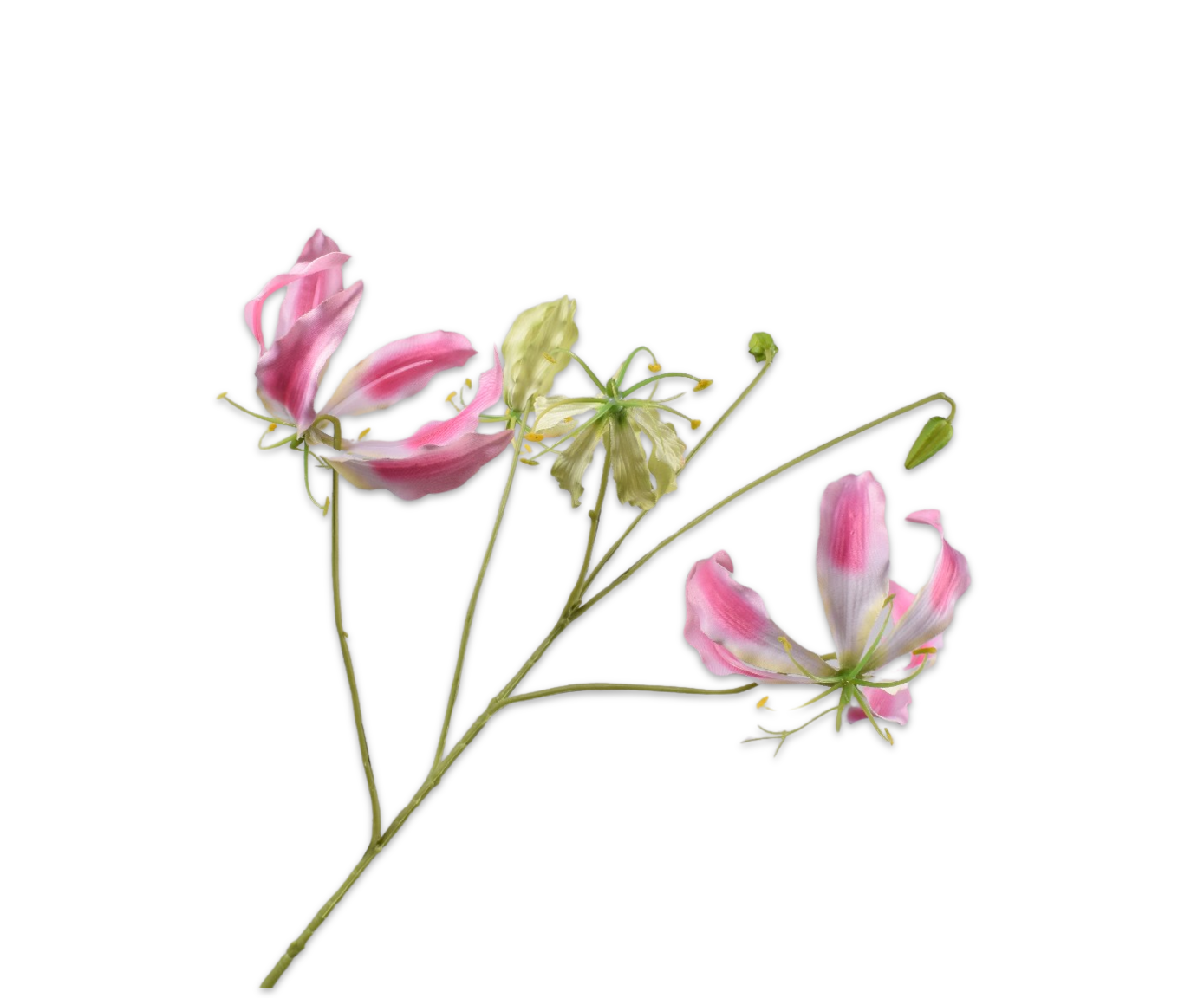 Silk ka gloriosa tak roze