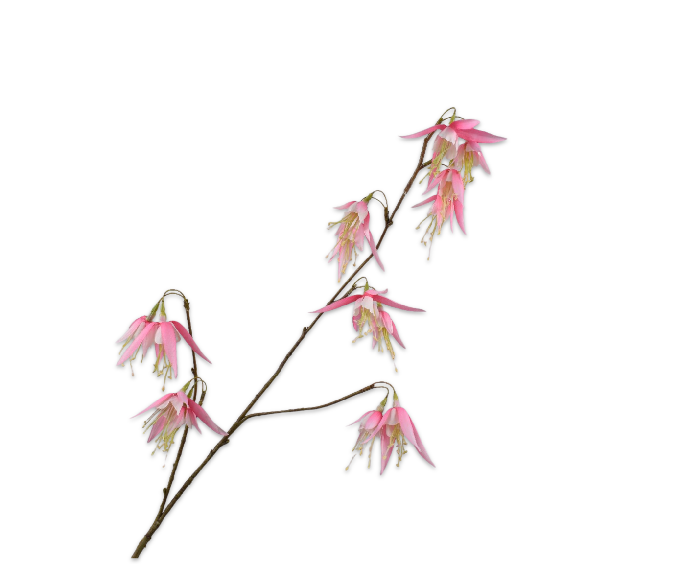 Silk ka fuchsia tak roze wit