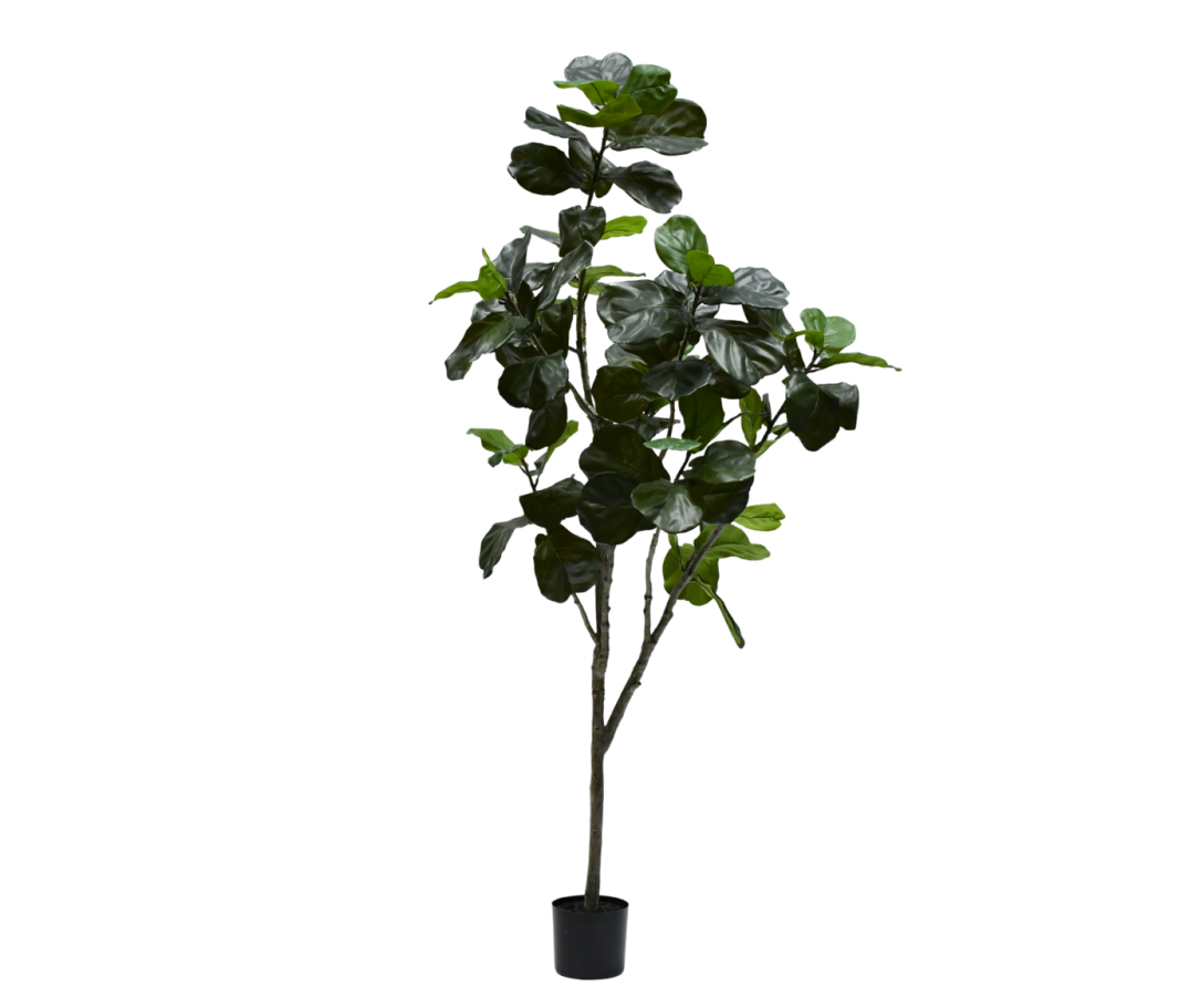 Silk ka Ficus