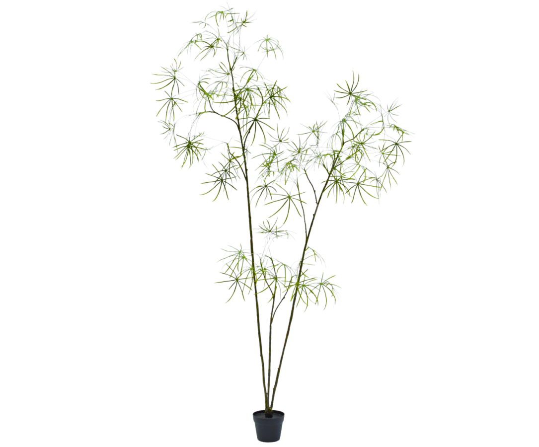 Silk ka schefflera