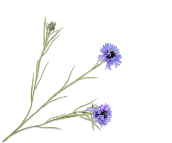 Silk ka korenbloem tak blauw