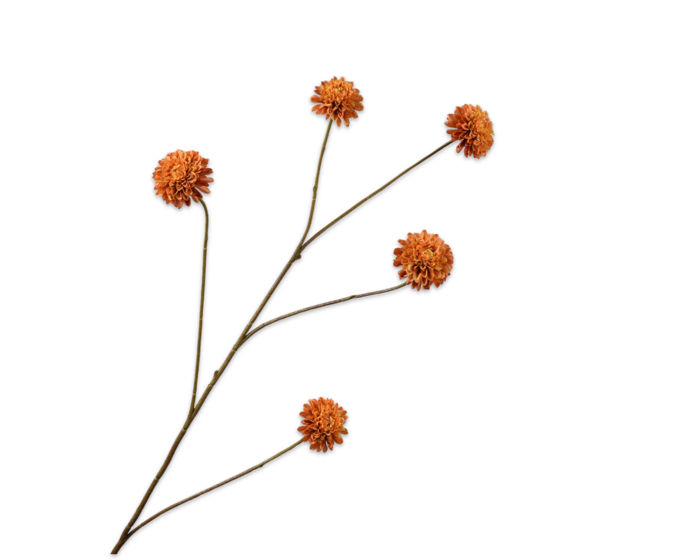 Silk ka dahlia tak groot