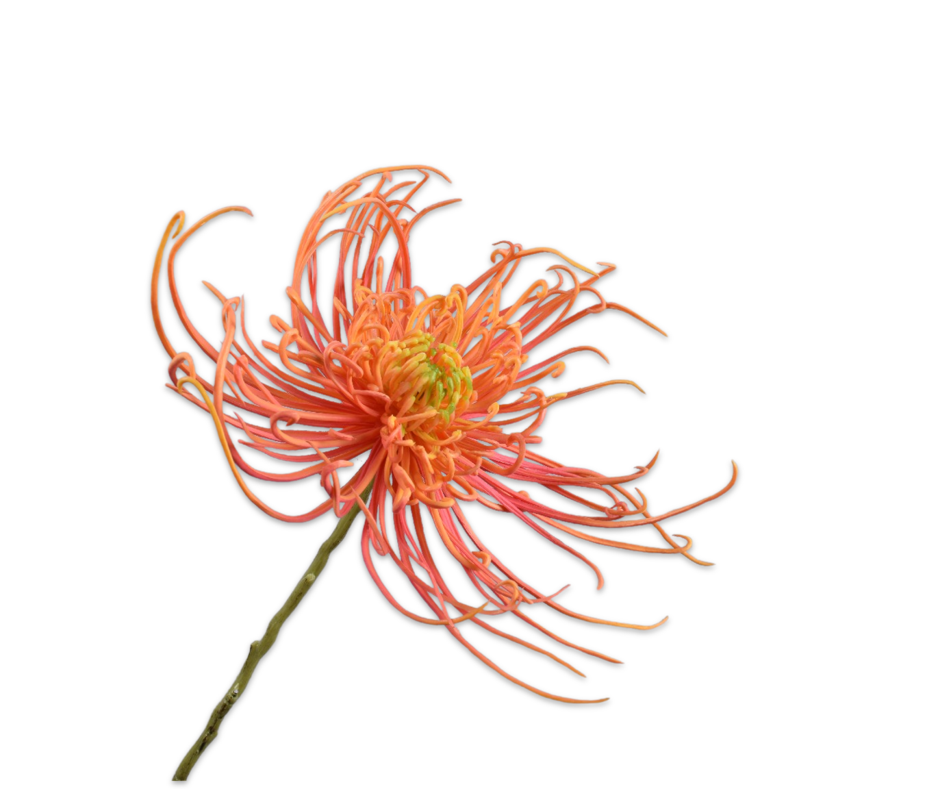Silk ka chrysant steel zalm
