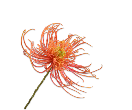 Silk ka chrysant steel zalm