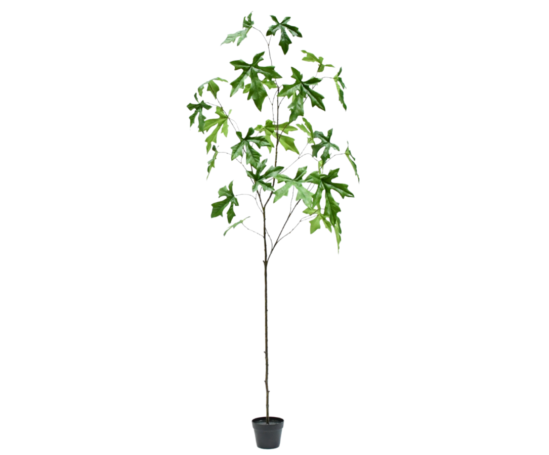 Silk ka schefflera