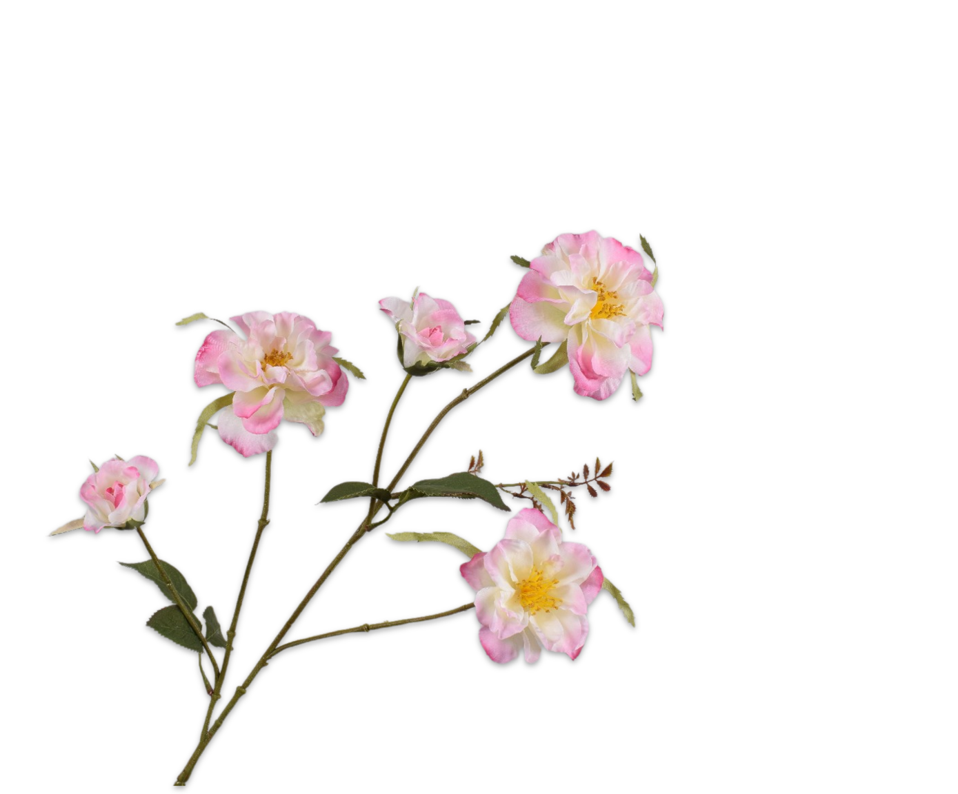 Silk ka trosroos creme/roze