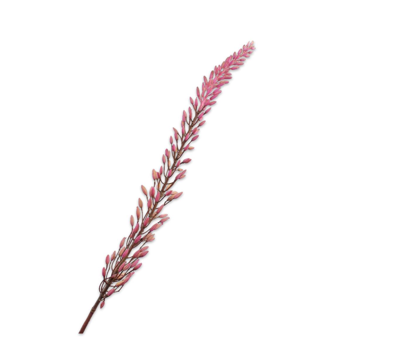 Silk ka eremurus donker roze
