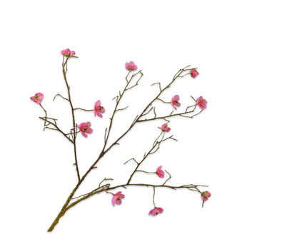 Silk ka bloesem tak beauty