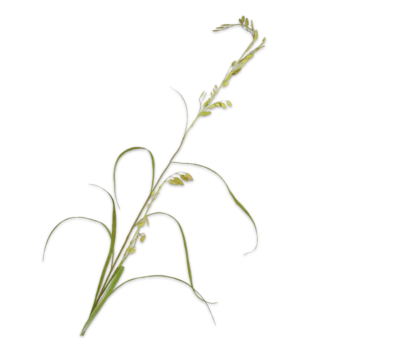 Silk ka grastak