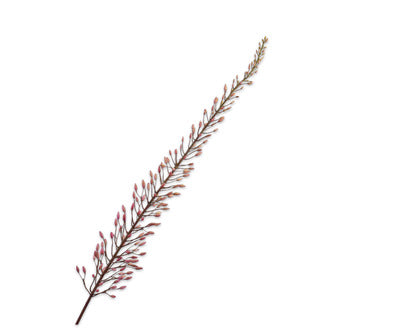 Silk ka eremurus roze