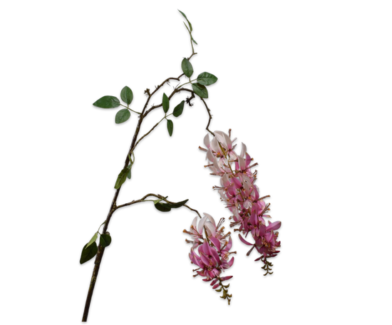 Silk ka macuna tak roze