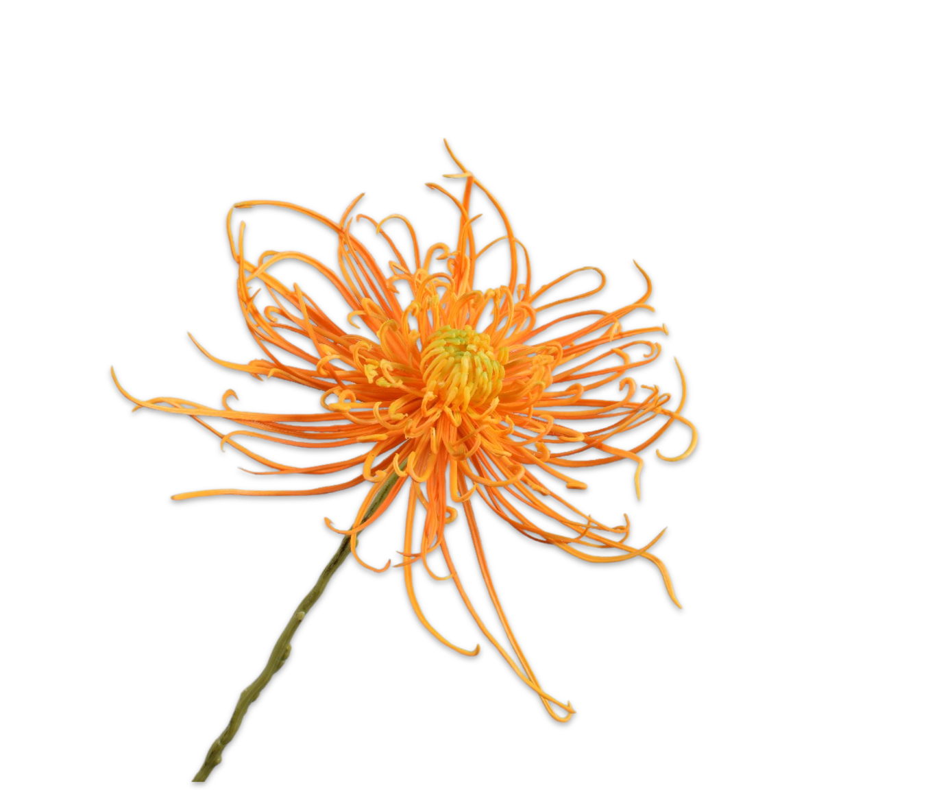 Silk ka chrysant steel geel/oranje