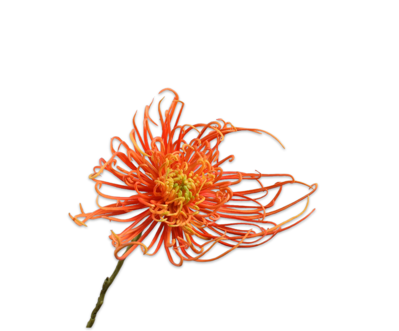 Silk ka chrysant steel oranje