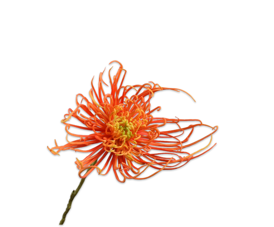Silk ka chrysant steel oranje