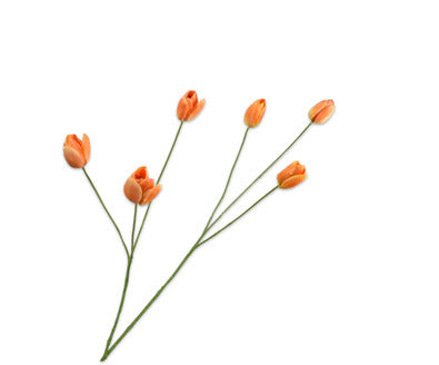 Silk ka tulp tak oranje