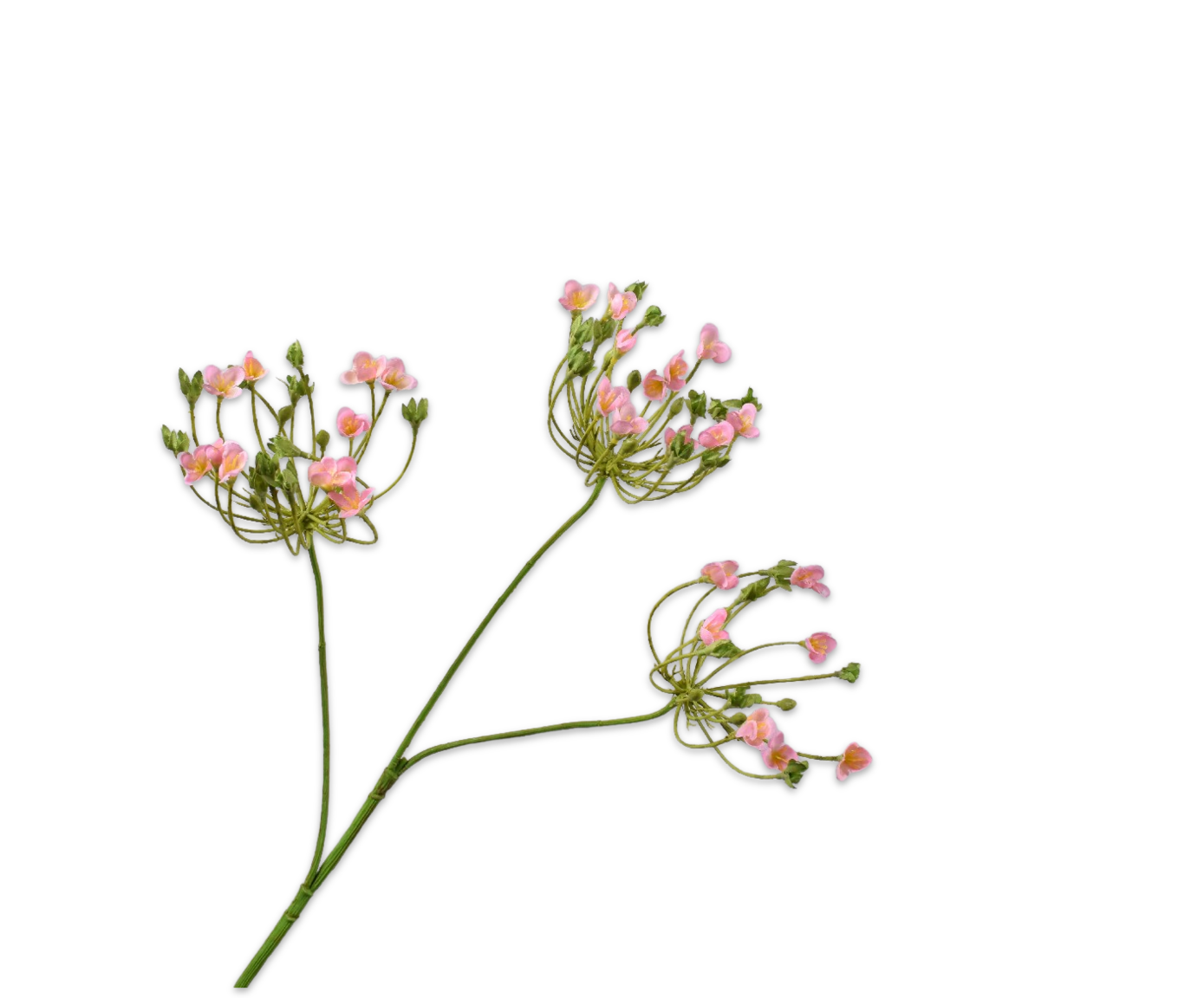 Silk ka Dille tak roze