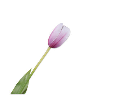 Silk ka tulp steel wit/beauty