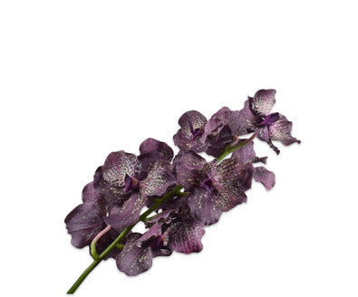 Silk ka vanda paars