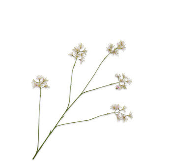 Silk ka aralia tak roze